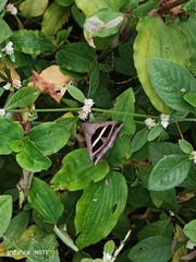 Grammodes bifasciata