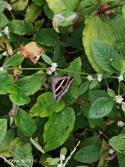 Grammodes bifasciata