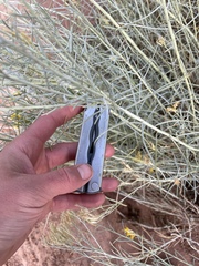 Ericameria nauseosa hololeuca