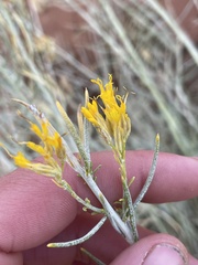 Ericameria nauseosa hololeuca