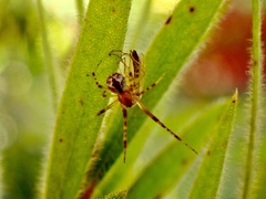 Cryptachaea veruculata