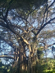 Ficus natalensis