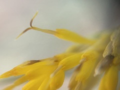 Ericameria nauseosa hololeuca