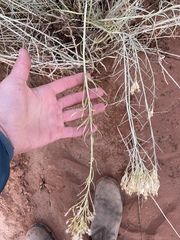 Ericameria nauseosa hololeuca