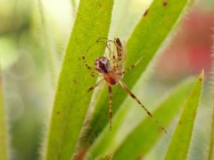 Cryptachaea veruculata