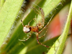 Cryptachaea veruculata