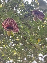 Aristolochia littoralis