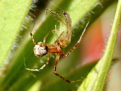 Cryptachaea veruculata