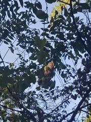 Aristolochia littoralis