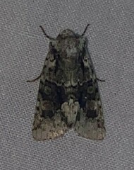 Lacinipolia explicata