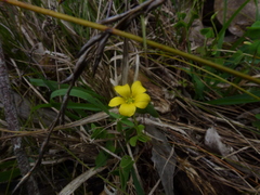 Oxalis perennans