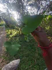 Aristolochia littoralis