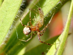 Cryptachaea veruculata