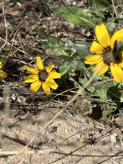 Berlandiera lyrata