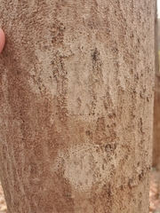 Aleurodiscus oakesii