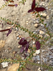 Acacia hubbardiana