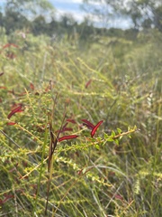 Acacia hubbardiana