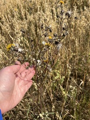 Sonchus arvensis uliginosus