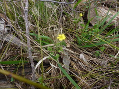 Oxalis perennans