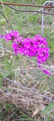 Verbena rigida