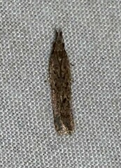 Dichomeris ligulella