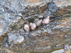 Littorininae