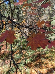 Acer grandidentatum