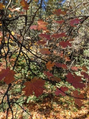 Acer grandidentatum