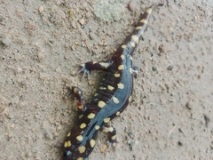 Ambystoma velasci