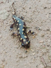 Ambystoma velasci