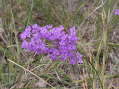 Thysanotus tenellus