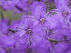 Thysanotus tenellus