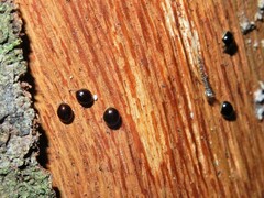 Corylophidae