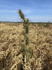 Cannabis sativa spontanea