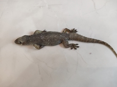 Gehyra mutilata