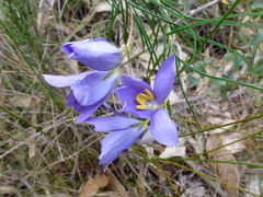 Cheiranthera alternifolia