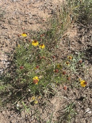 Helenium amarum badium