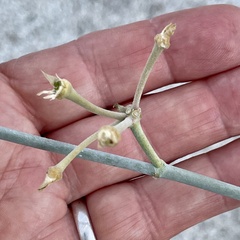 Asclepias subulata