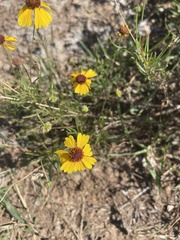 Helenium amarum badium