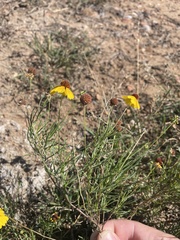 Helenium amarum badium