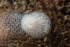 Onchidoris muricata