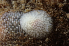Onchidoris muricata