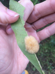 Neuroterus laurifoliae