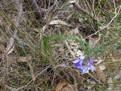 Cheiranthera alternifolia