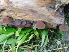Auricularia cornea