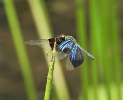 Rhyothemis resplendens