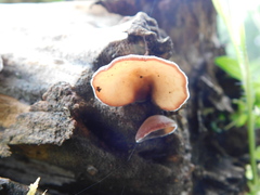 Auricularia cornea