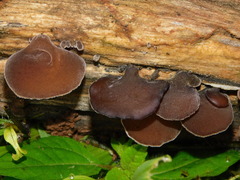 Auricularia cornea