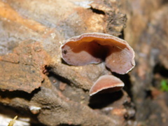 Auricularia cornea