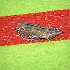 Scaphytopius frontalis